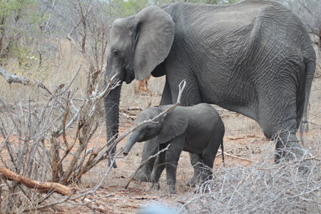 Elephant & Calf